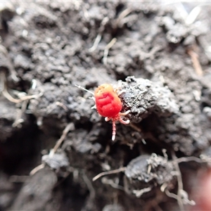 Trombidiidae (family) at Ballyroe, NSW - suppressed