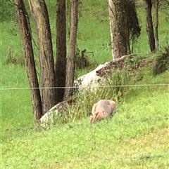 Unidentified Kangaroo or Wallaby at Laguna, NSW - Yesterday by perronstreefrog