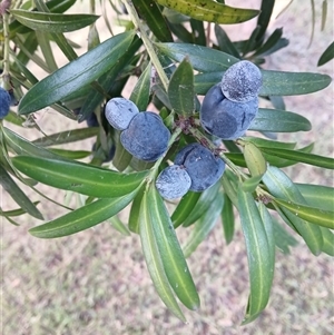 Podocarpus elatus at Jamberoo, NSW - 25 Mar 2025 04:48 PM