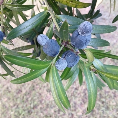 Podocarpus elatus (Plum Pine, Brown Pine, Illawarra Plum) at Jamberoo, NSW - Yesterday by plants