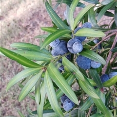 Podocarpus elatus at Jamberoo, NSW - 25 Mar 2025 04:48 PM