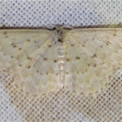 Idaea philocosma (Flecked Wave) at Bolivia, NSW - 25 Jan 2007 by PJH123