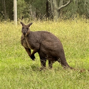 Osphranter robustus robustus at Brownlow Hill, NSW - 25 Mar 2025 05:15 PM