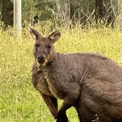Osphranter robustus robustus at Brownlow Hill, NSW - 25 Mar 2025 05:15 PM