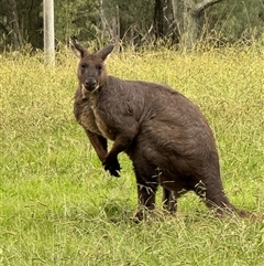 Osphranter robustus robustus at Brownlow Hill, NSW - 25 Mar 2025 05:15 PM