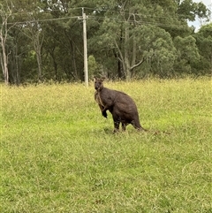 Osphranter robustus robustus at Brownlow Hill, NSW - 25 Mar 2025 05:15 PM