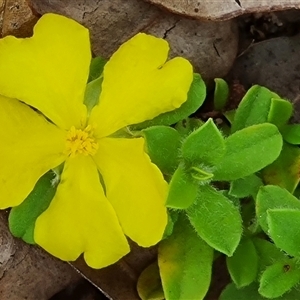 Hibbertia diffusa at suppressed - suppressed