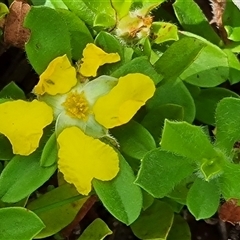 Hibbertia diffusa at suppressed - suppressed