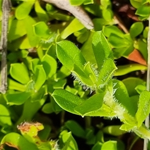 Hibbertia diffusa at suppressed - suppressed