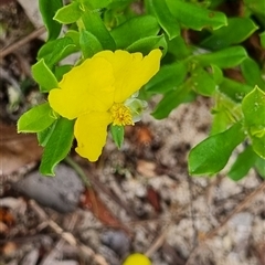 Hibbertia diffusa at suppressed - suppressed