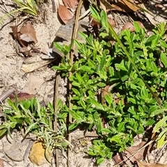 Hibbertia diffusa at suppressed - suppressed