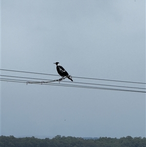 Gymnorhina tibicen at Orangeville, NSW - 25 Mar 2025 05:17 PM