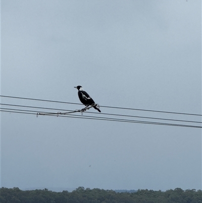 Gymnorhina tibicen (Australian Magpie) at Orangeville, NSW - Yesterday by belleandjason