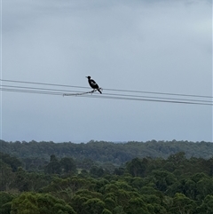 Gymnorhina tibicen at Orangeville, NSW - 25 Mar 2025 05:17 PM