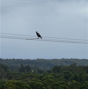 Gymnorhina tibicen at Orangeville, NSW - 25 Mar 2025 05:17 PM
