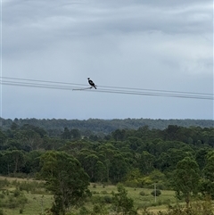 Gymnorhina tibicen at Orangeville, NSW - 25 Mar 2025 05:17 PM