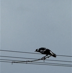 Gymnorhina tibicen at Orangeville, NSW - 25 Mar 2025 05:17 PM