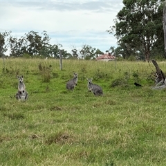 Macropus giganteus at Orangeville, NSW - Yesterday by belleandjason