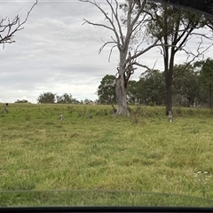 Macropus giganteus at Orangeville, NSW - 25 Mar 2025 05:20 PM