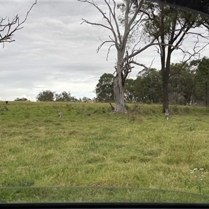 Macropus giganteus at Orangeville, NSW - 25 Mar 2025 05:20 PM