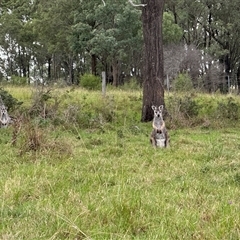 Macropus giganteus at Orangeville, NSW - 25 Mar 2025 05:20 PM