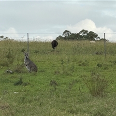 Macropus giganteus at Orangeville, NSW - 25 Mar 2025 05:20 PM