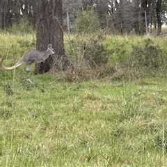 Macropus giganteus at Orangeville, NSW - 25 Mar 2025 05:20 PM