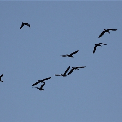 Threskiornis spinicollis at Fyshwick, ACT - 24 Mar 2025 by RodDeb