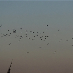 Phalacrocorax sulcirostris at Fyshwick, ACT - 24 Mar 2025 06:58 PM