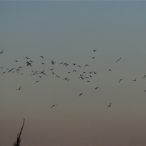 Phalacrocorax sulcirostris at Fyshwick, ACT - 24 Mar 2025 06:58 PM