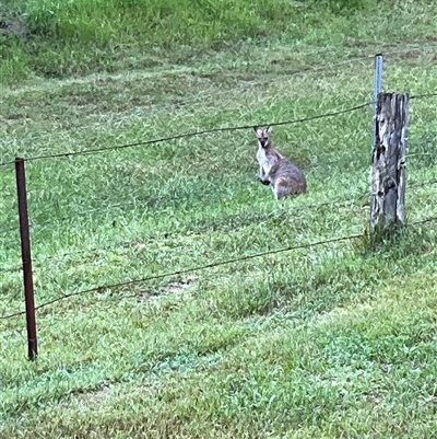 Unidentified Kangaroo or Wallaby at Laguna, NSW - Yesterday by perronstreefrog