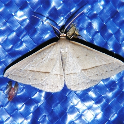 Epidesmia tryxaria (Neat Epidesmia) at Bolivia, NSW - 25 Jan 2007 by PJH123