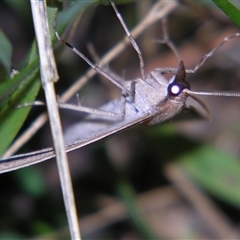 Epidesmia tryxaria at Bolivia, NSW - suppressed