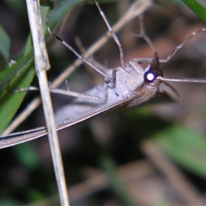 Epidesmia tryxaria at Bolivia, NSW - suppressed
