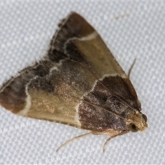 Pyralis farinalis (Meal Moth) at Melba, ACT - 23 Mar 2025 by kasiaaus