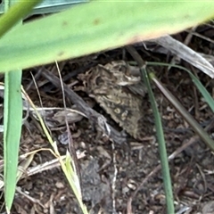 Dasygaster padockina (Tasmanian Cutworm) at Lyons, ACT - Yesterday by ran452