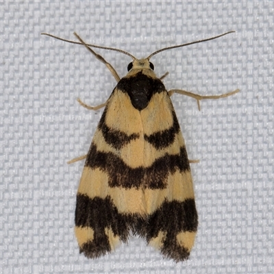 Thallarcha partita (Dark-banded Footman) at Melba, ACT - 23 Mar 2025 by kasiaaus