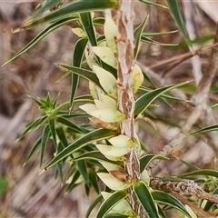 Unidentified Other Wildflower or Herb by MazzV