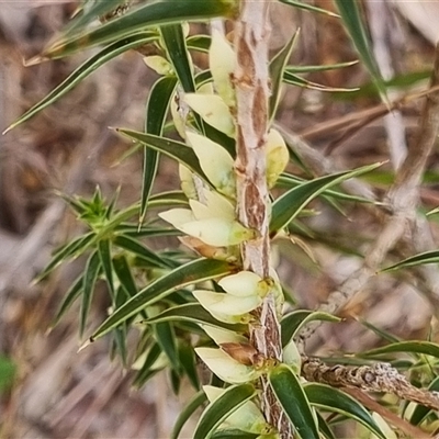 Unidentified Other Wildflower or Herb by MazzV