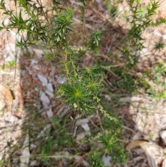 Melichrus urceolatus at Copmanhurst, NSW - suppressed