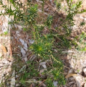 Melichrus urceolatus at Copmanhurst, NSW - suppressed