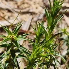 Melichrus urceolatus at Copmanhurst, NSW - suppressed