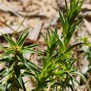 Melichrus urceolatus at Copmanhurst, NSW - suppressed
