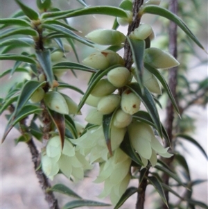 Melichrus urceolatus at Copmanhurst, NSW - suppressed