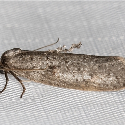 Lepidoscia protorna (A Case moth (Psychidae)) at Melba, ACT - 23 Mar 2025 by kasiaaus