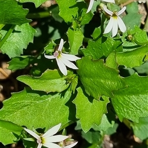 Lobelia purpurascens at Copmanhurst, NSW - suppressed