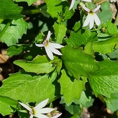 Unidentified Other Wildflower or Herb by MazzV