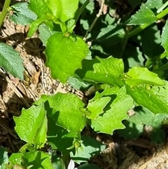 Lobelia purpurascens at Copmanhurst, NSW - suppressed
