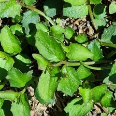 Lobelia purpurascens at Copmanhurst, NSW - suppressed