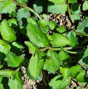 Lobelia purpurascens at Copmanhurst, NSW - suppressed